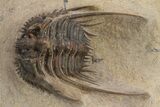 Spiny Leonaspis Trilobite - Foum Zguid, Morocco #226033-2
